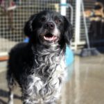 Bretone Rufo, 07/2015, ca. 55 cm