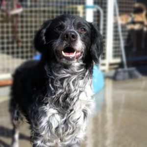 Bretone Rufo, 07/2015, ca. 55 cm