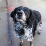 Bretone Rufo, 07/2015, ca. 55 cm