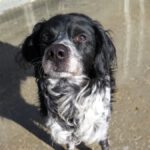 Bretone Rufo, 07/2015, ca. 55 cm