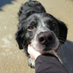 Bretone Rufo, 07/2015, ca. 55 cm