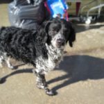 Bretone Rufo, 07/2015, ca. 55 cm