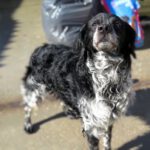 Bretone Rufo, 07/2015, ca. 55 cm