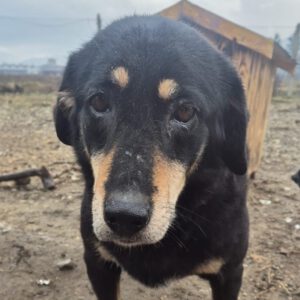 Mischling Sally, 03/2021, ca. 45 cm