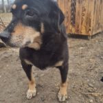 Mischling Sally, 03/2021, ca. 45 cm