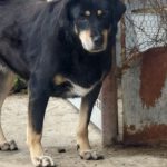 Mischling Sally, 03/2021, ca. 45 cm