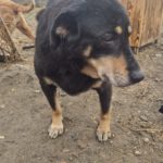 Mischling Sally, 03/2021, ca. 45 cm