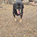 Mischling Sally, 03/2021, ca. 45 cm