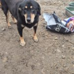 Mischling Sally, 03/2021, ca. 45 cm