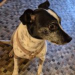 Bodeguero Mischling Sandy, 05/2019, ca. 40 cm, 25548 Kellinghusen