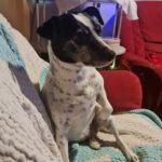 Bodeguero Mischling Sandy, 05/2019, ca. 40 cm, 25548 Kellinghusen