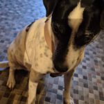 Bodeguero Mischling Sandy, 05/2019, ca. 40 cm, 25548 Kellinghusen