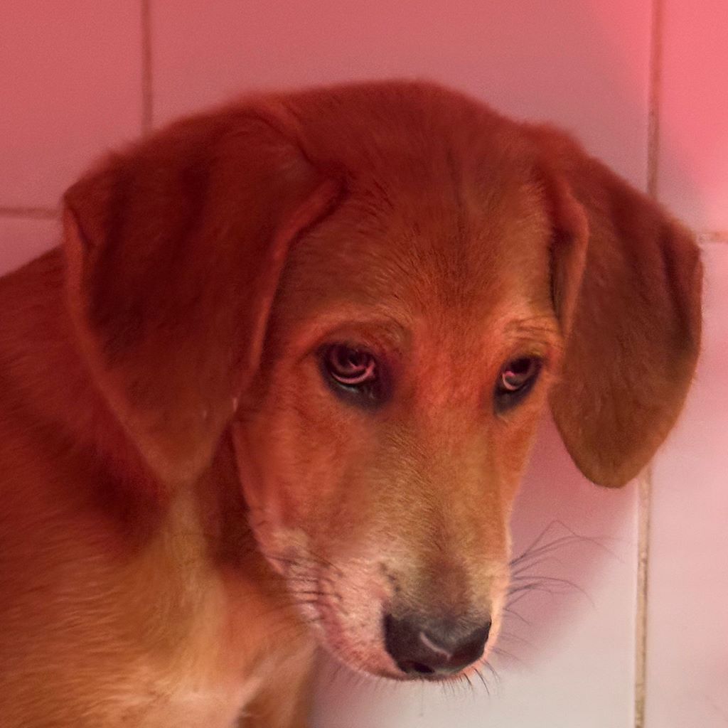 Mastin Mischling Santee, 08/2025 , Endgröße ca. 55 cm