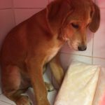 Mastin Mischling Santee, 08/2025 , Endgröße ca. 55 cm