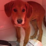 Mastin Mischling Santee, 08/2025 , Endgröße ca. 55 cm