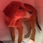 Mastin Mischling Santee, 08/2025 , Endgröße ca. 55 cm