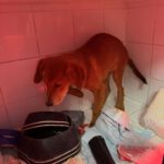 Mastin Mischling Santee, 08/2025 , Endgröße ca. 55 cm