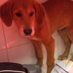 Mastin Mischling Santee, 08/2025 , Endgröße ca. 55 cm