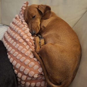 Dackel Saray, 02/2021, ca. 25 cm