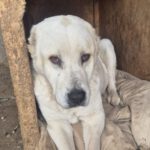 Mischling Selina, 01/2019, ca. 56 cm