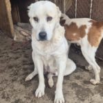 Mischling Selina, 01/2019, ca. 56 cm