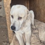 Mischling Selina, 01/2019, ca. 56 cm