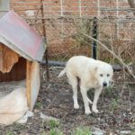 Mischling Selina, 01/2019, ca. 56 cm