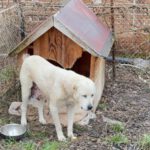 Mischling Selina, 01/2019, ca. 56 cm