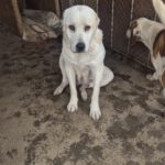 Mischling Selina, 01/2019, ca. 56 cm