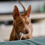 Podenco Shanti, 03/2025, ca. 40 cm, 34281 Gudensberg