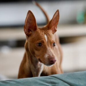 Podenco Shanti, 03/2025, ca. 40 cm, 34281 Gudensberg