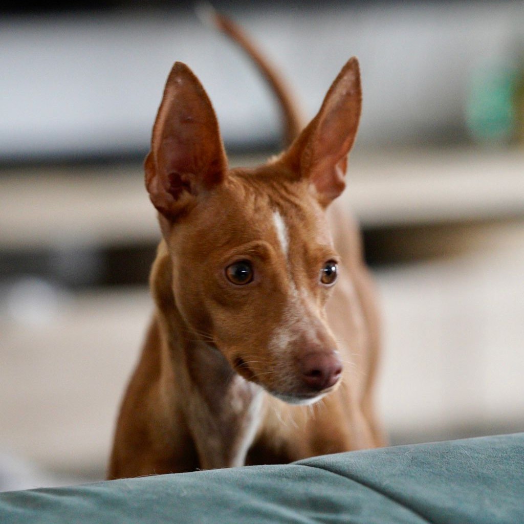 Podenco Shanti, 03/2025, ca. 40 cm, 34281 Gudensberg