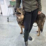 Mastin Mischling Sheva, 04/2019, ca. 68 cm, 61191 Rosbach vor der Höhe