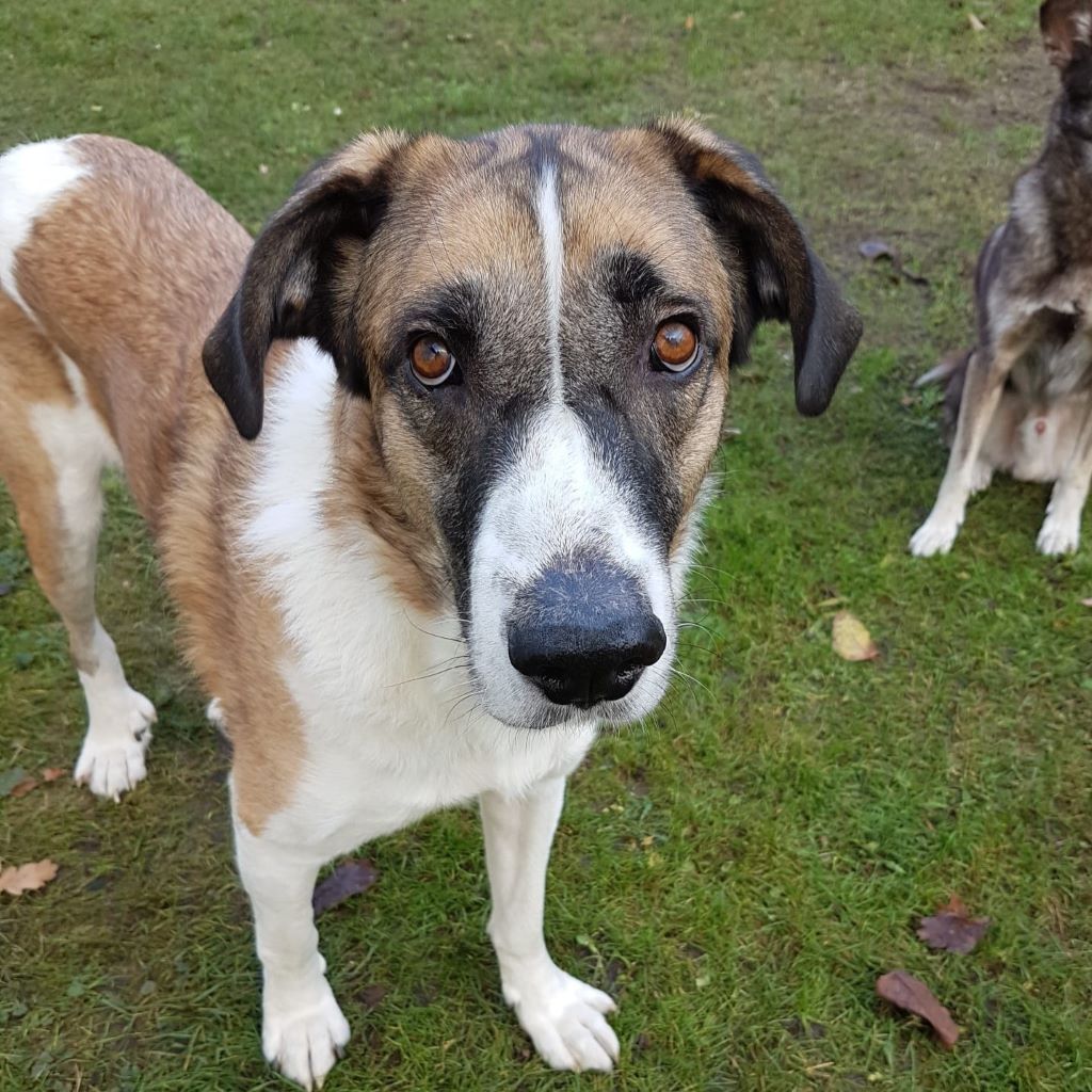 Mastin Mischling Simba, 12/2021, ca. 65 cm, 24619 Bornhöved