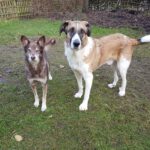 Mastin Mischling Simba, 12/2021, ca. 65 cm, 24619 Bornhöved