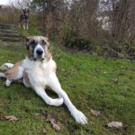 Mastin Mischling Simba, 12/2021, ca. 65 cm, 24619 Bornhöved