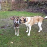 Mastin Mischling Simba, 12/2021, ca. 65 cm, 24619 Bornhöved