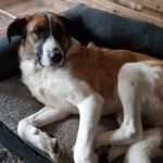 Mastin Mischling Simba, 12/2021, ca. 65 cm, 24619 Bornhöved