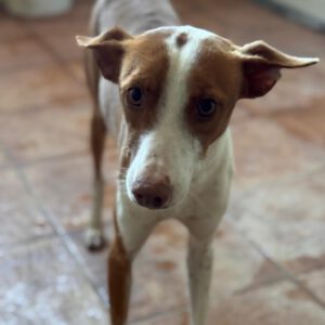 Podenco Simon, 07/2024, ca. 45 cm