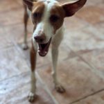 Podenco Simon, 07/2024, ca. 45 cm