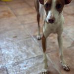 Podenco Simon, 07/2024, ca. 45 cm