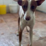 Podenco Simon, 07/2024, ca. 45 cm