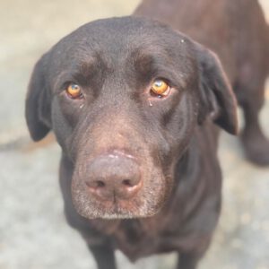 Labrador Sira, 10/2019, ca. 55 cm