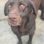 Labrador Sira, 10/2019, ca. 55 cm