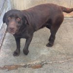 Labrador Sira, 10/2019, ca. 55 cm