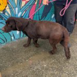 Labrador Sira, 10/2019, ca. 55 cm