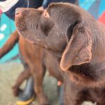 Labrador Sira, 10/2019, ca. 55 cm