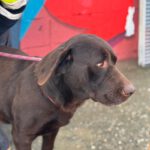 Labrador Sira, 10/2019, ca. 55 cm