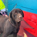 Labrador Sira, 10/2019, ca. 55 cm