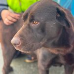 Labrador Sira, 10/2019, ca. 55 cm